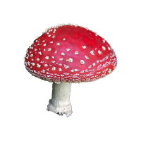 Mushroom